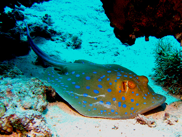 Blue spotted ray Red Sea